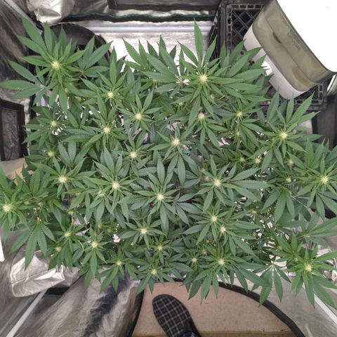 Critical Widow growlog timeline photo