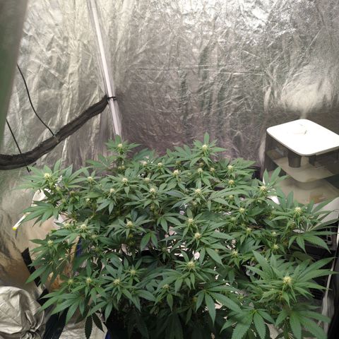 Critical Widow growlog timeline photo