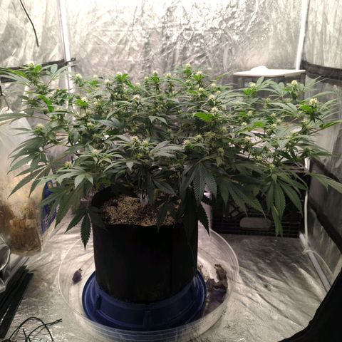 Critical Widow growlog timeline photo