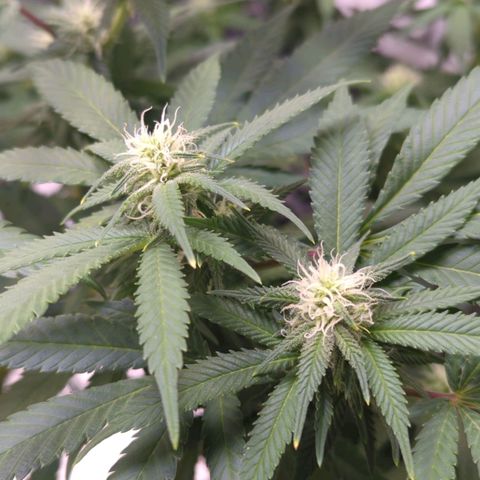 Critical Widow growlog timeline photo