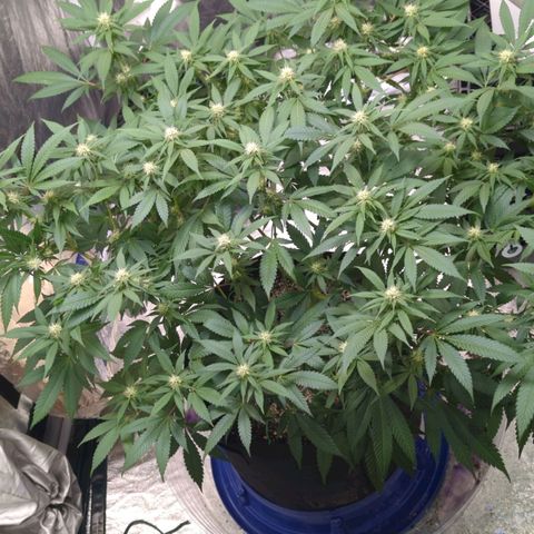 Critical Widow growlog timeline photo