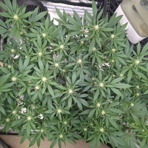 Critical Widow growlog timeline photo