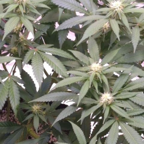 Critical Widow growlog timeline photo