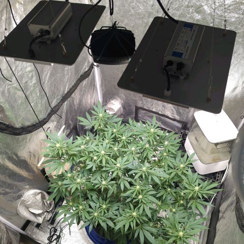 Critical Widow growlog timeline photo