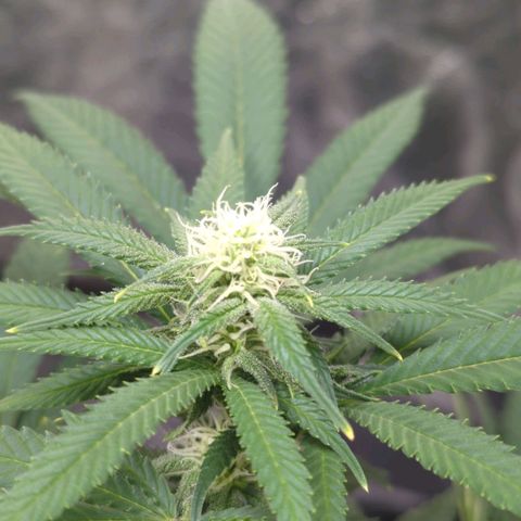 Critical Widow growlog timeline photo