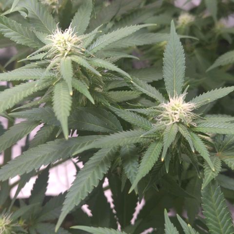 Critical Widow growlog timeline photo
