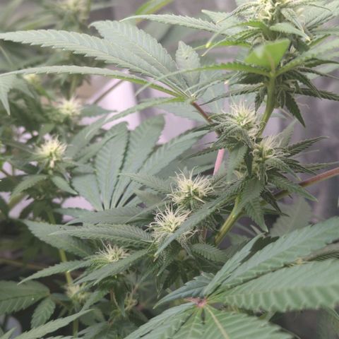 Critical Widow growlog timeline photo