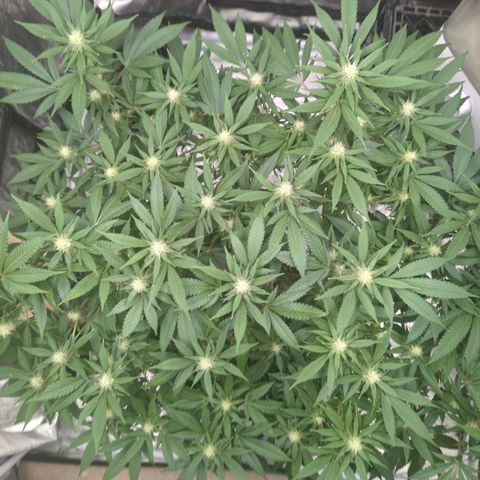 Critical Widow growlog timeline photo
