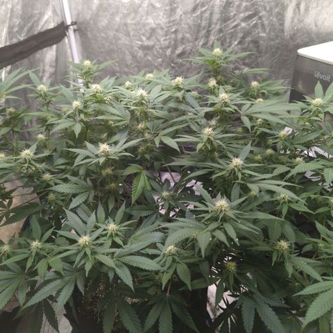 Critical Widow growlog timeline photo