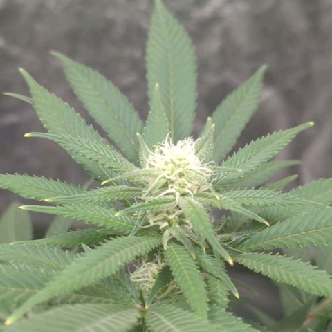 Critical Widow growlog timeline photo