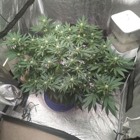 Critical Widow growlog timeline photo