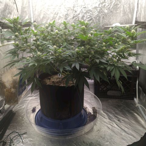 Critical Widow growlog timeline photo