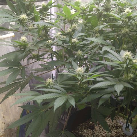 Critical Widow growlog timeline photo
