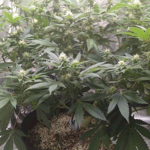 Critical Widow growlog timeline photo