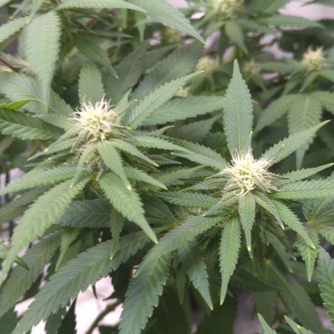 Critical Widow growlog timeline photo