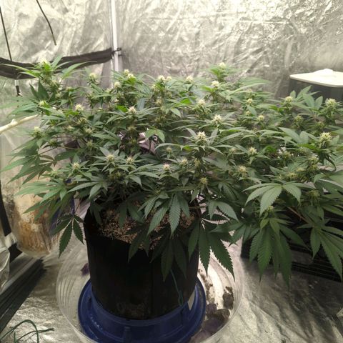 Critical Widow growlog timeline photo