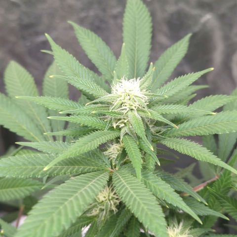 Critical Widow growlog timeline photo