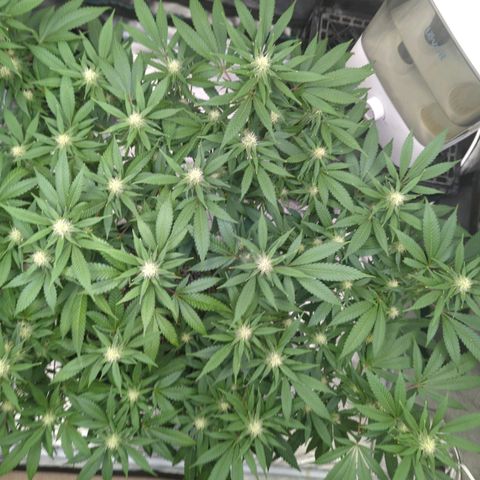 Critical Widow growlog timeline photo