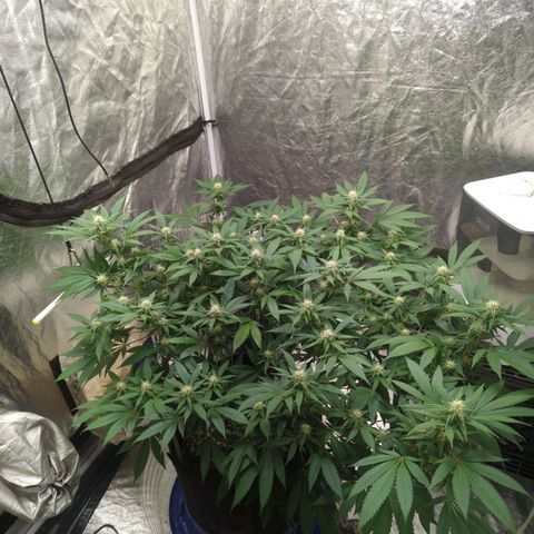 Critical Widow growlog timeline photo