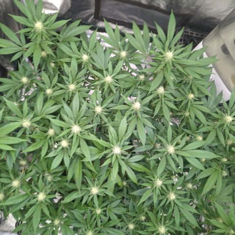 Critical Widow growlog timeline photo