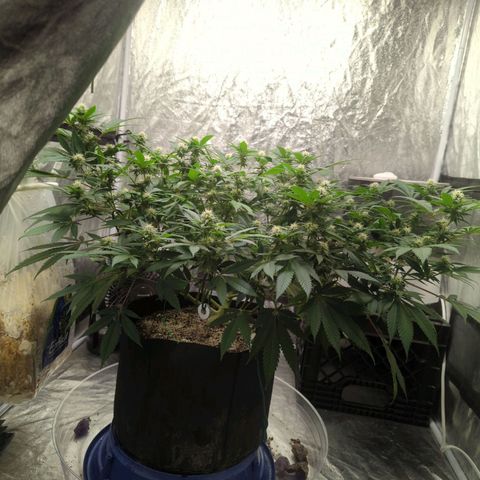 Critical Widow growlog timeline photo