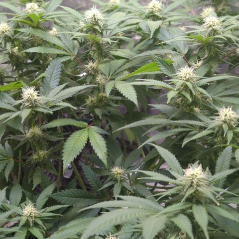 Critical Widow growlog timeline photo
