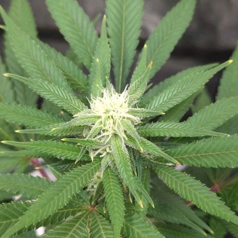 Critical Widow growlog timeline photo