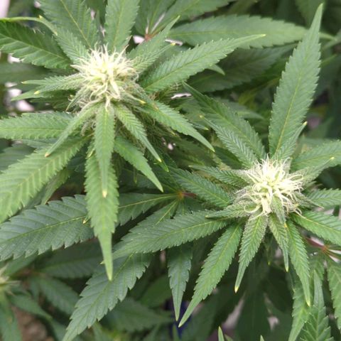 Critical Widow growlog timeline photo
