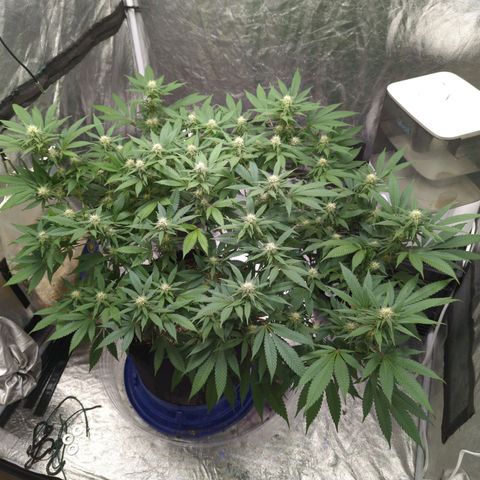 Critical Widow growlog timeline photo