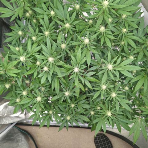 Critical Widow growlog timeline photo