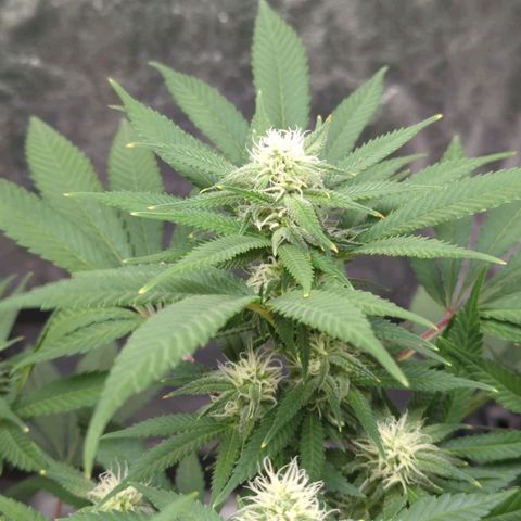 Critical Widow growlog timeline photo