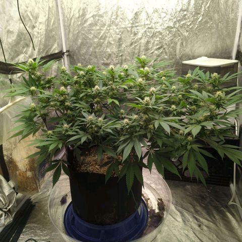 Critical Widow growlog timeline photo
