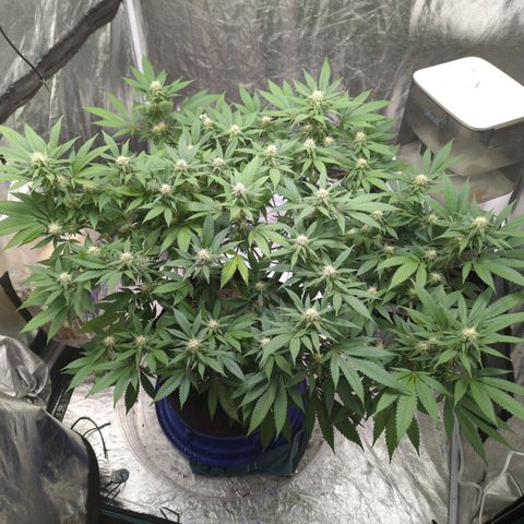 Critical Widow growlog timeline photo