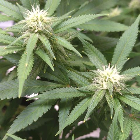 Critical Widow growlog timeline photo