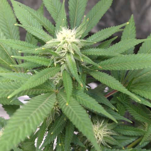 Critical Widow growlog timeline photo