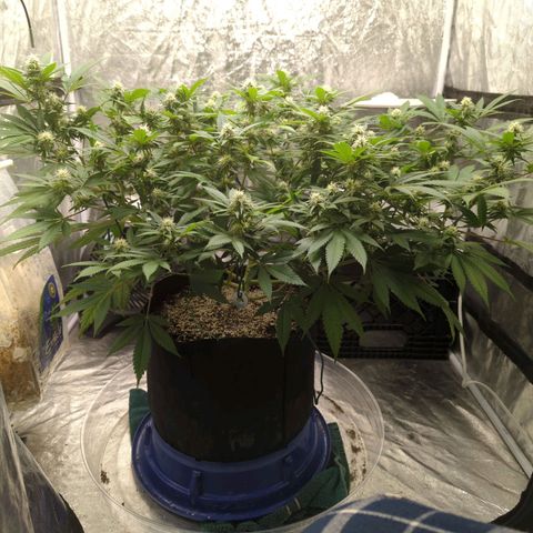 Critical Widow growlog timeline photo
