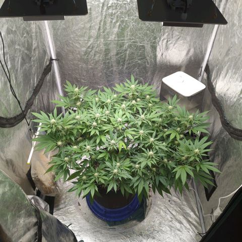 Critical Widow growlog timeline photo