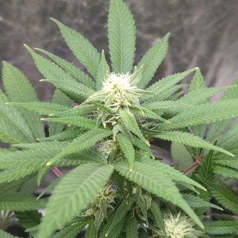 Critical Widow growlog timeline photo