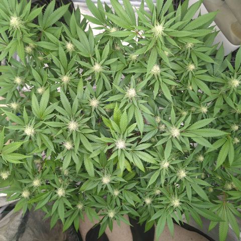 Critical Widow growlog timeline photo