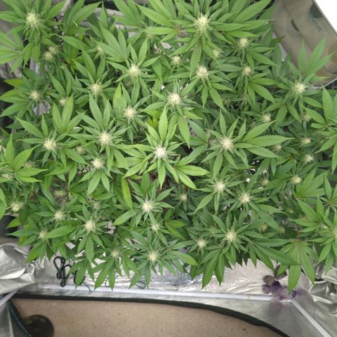 Critical Widow growlog timeline photo