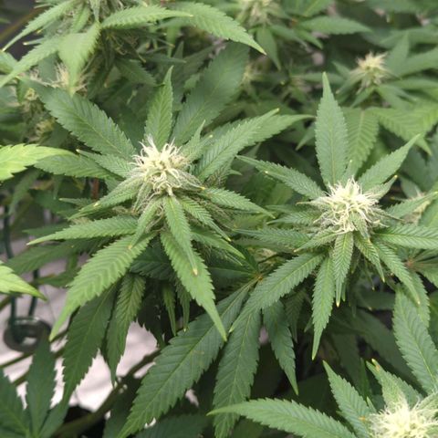 Critical Widow growlog timeline photo