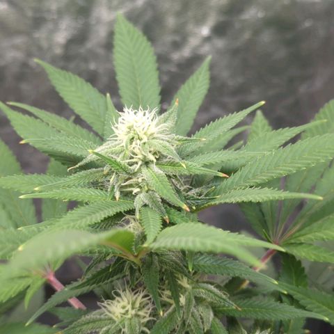 Critical Widow growlog timeline photo