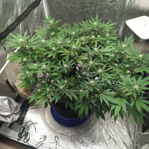 Critical Widow growlog timeline photo