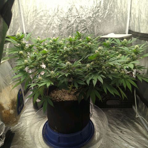 Critical Widow growlog timeline photo