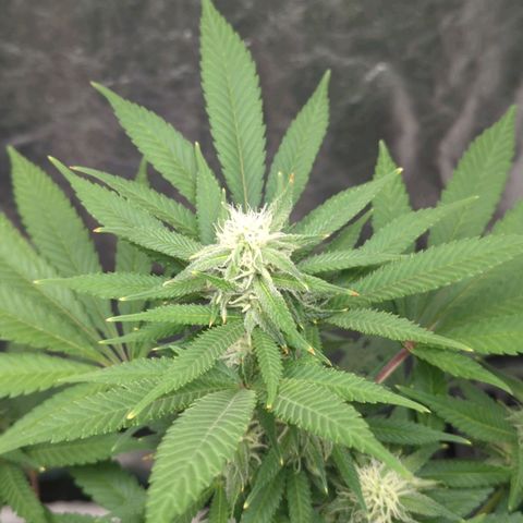 Critical Widow growlog timeline photo