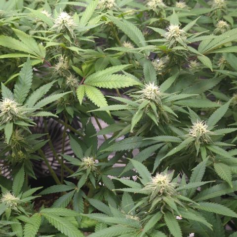 Critical Widow growlog timeline photo