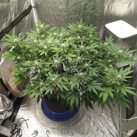 Critical Widow growlog timeline photo