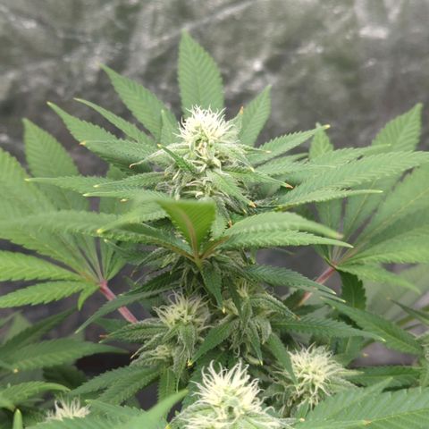 Critical Widow growlog timeline photo