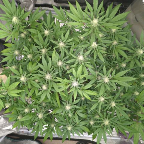 Critical Widow growlog timeline photo