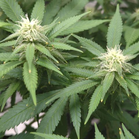 Critical Widow growlog timeline photo